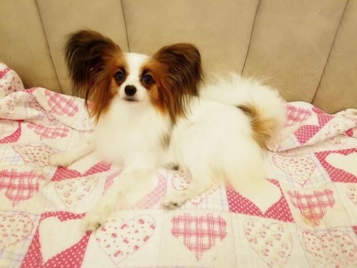 犬のプロフィール画像