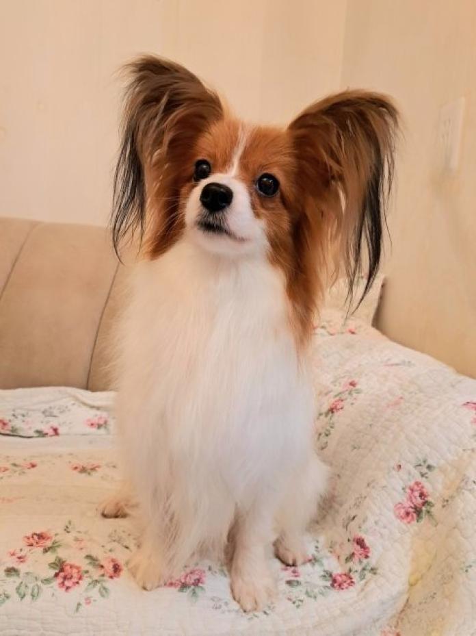 犬のプロフィール画像