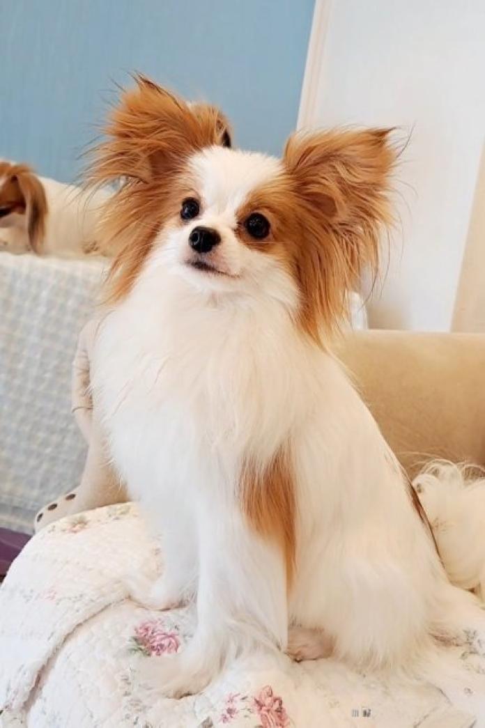 犬のプロフィール画像