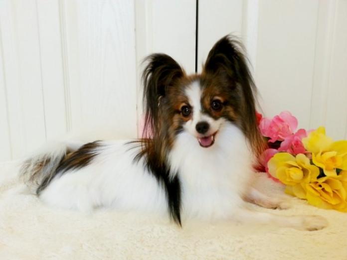 本多 香里ブリーダー(愛媛県)の情報・子犬一覧