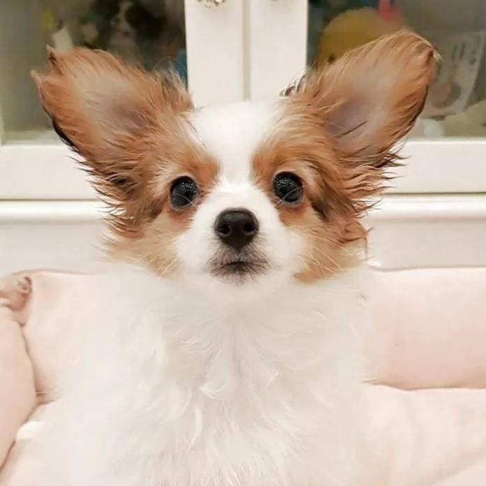 パピヨン(1442)の子犬情報