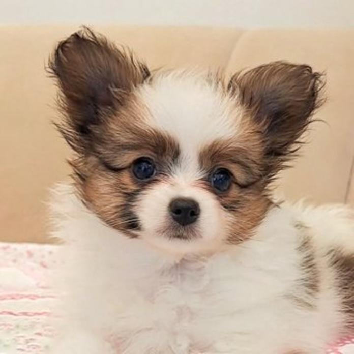 パピヨン(1540)の子犬情報