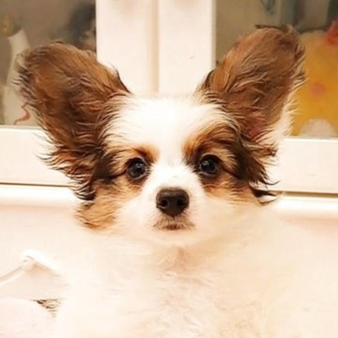 パピヨン(1543)の子犬情報