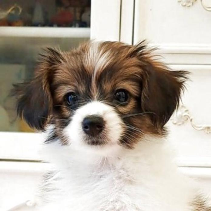パピヨン(1544)の子犬情報