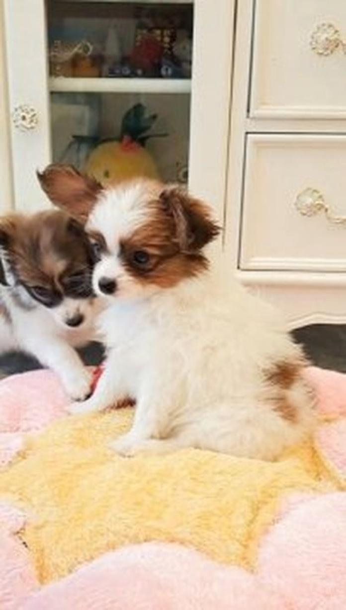 パピヨン(1545)の子犬情報