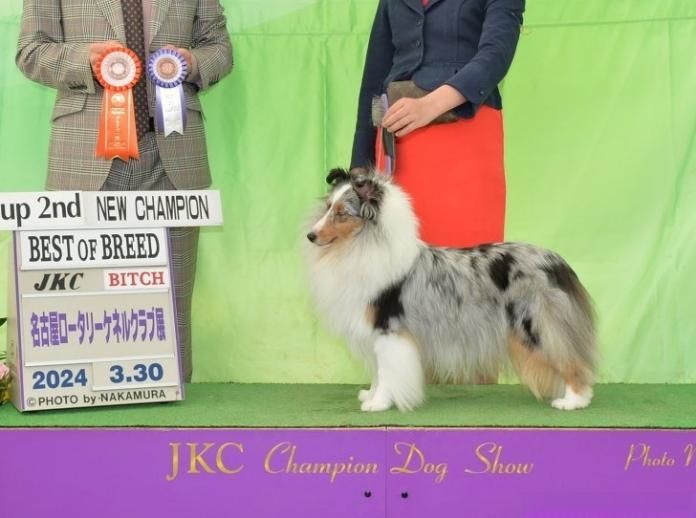 犬のプロフィール画像