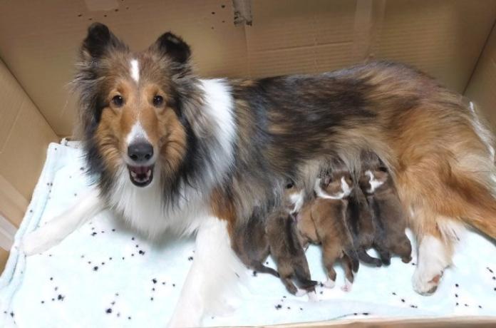 犬のプロフィール画像