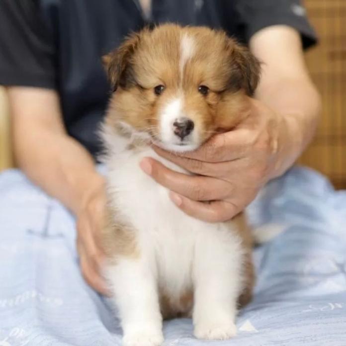 シェットランドシープドッグ(1450)の子犬情報