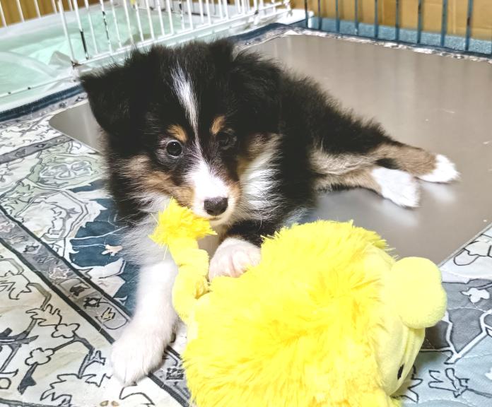 シェットランドシープドッグ(1494)の子犬情報