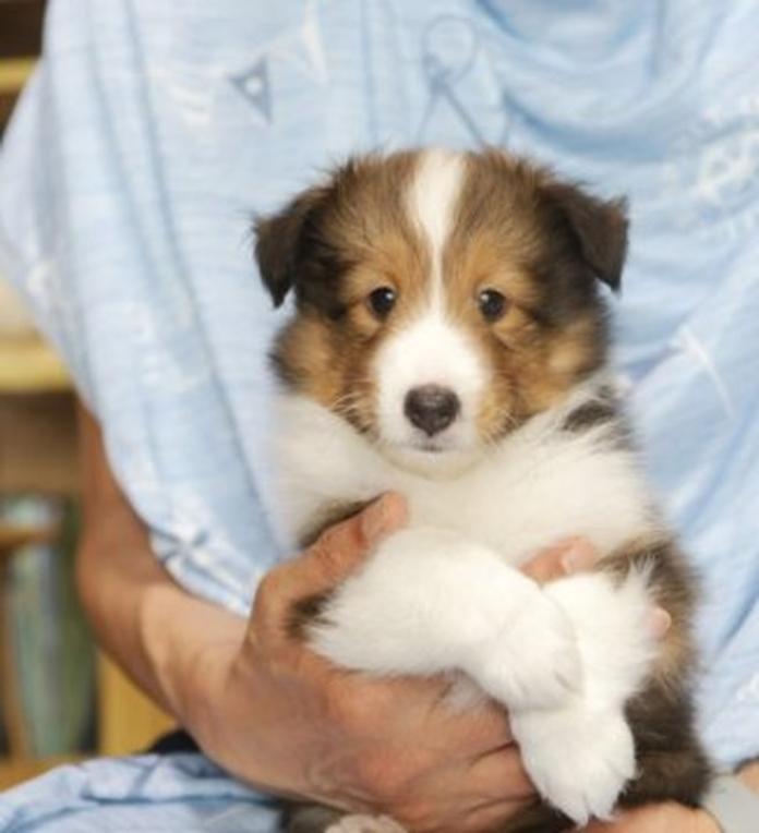 シェットランドシープドッグ(1710)の子犬情報