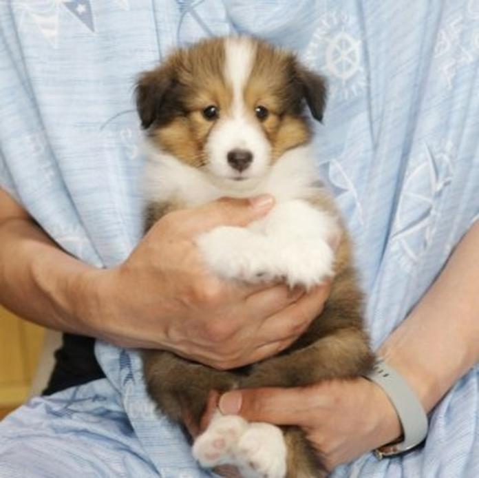 シェットランドシープドッグ(1711)の子犬情報
