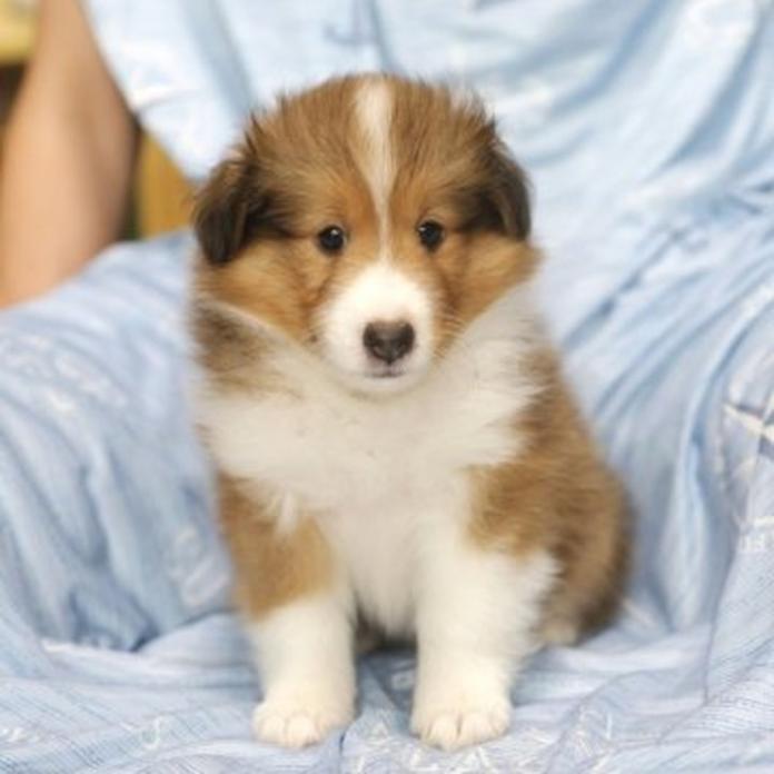 シェットランドシープドッグ(1712)の子犬情報