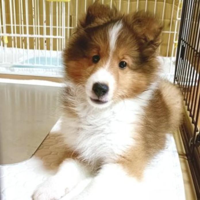 シェットランドシープドッグ(1712)の子犬情報