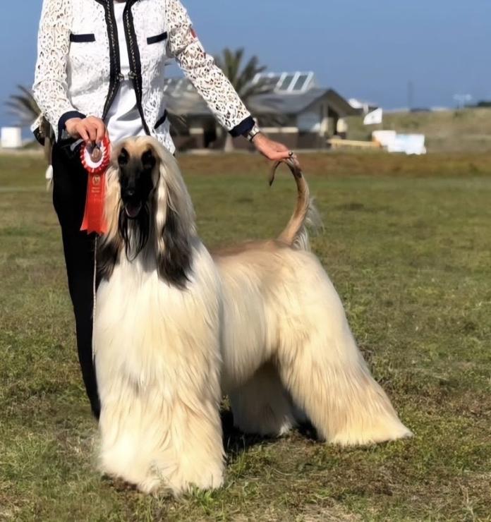 犬のプロフィール画像