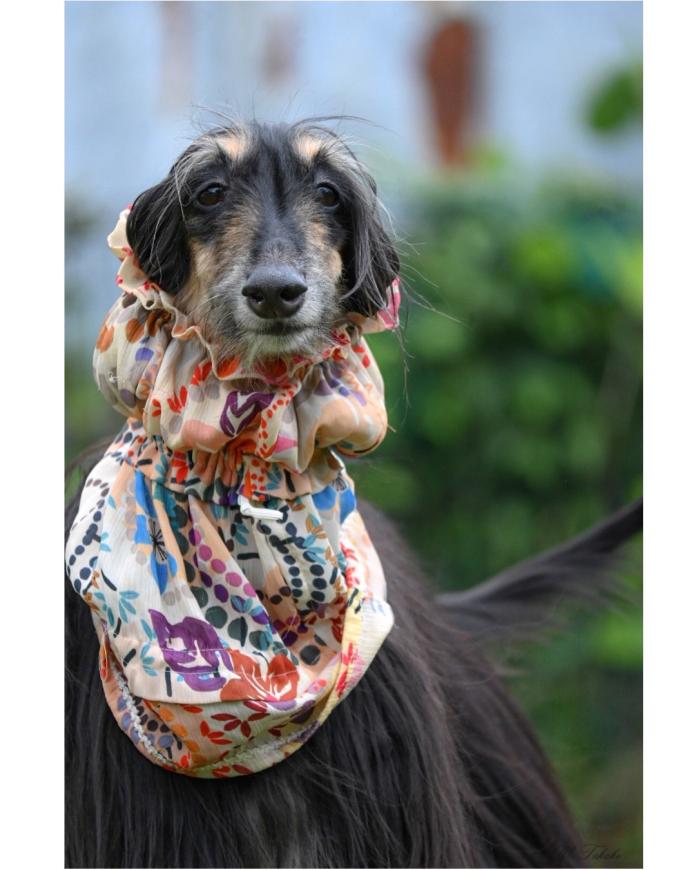 犬のプロフィール画像