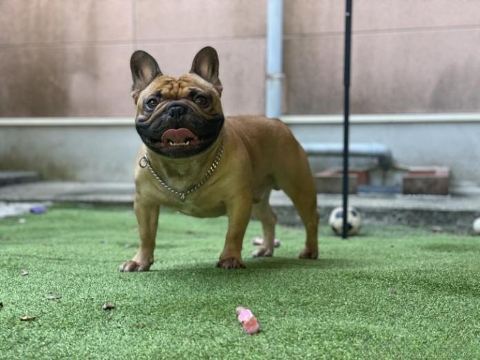 犬のプロフィール画像