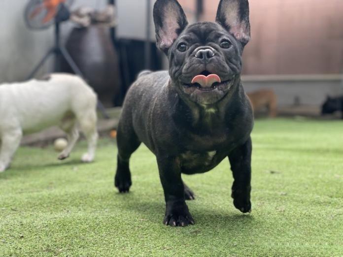 犬のプロフィール画像