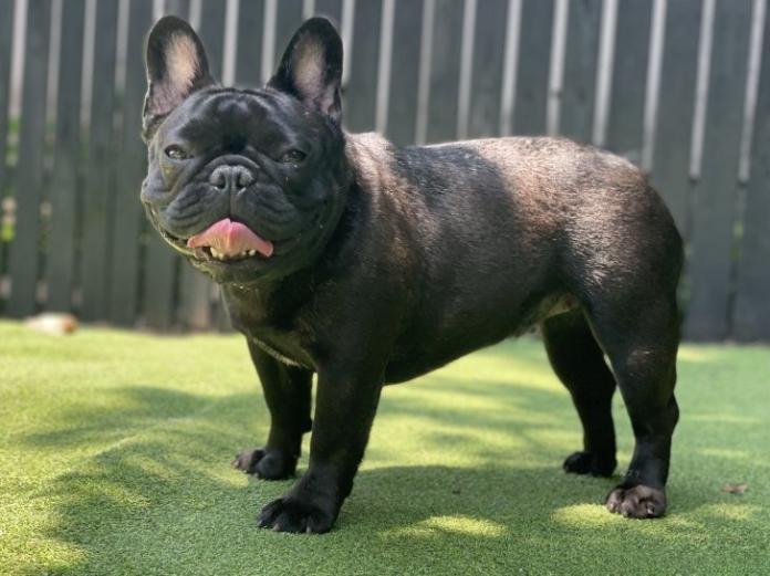 犬のプロフィール画像