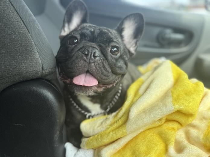 犬のプロフィール画像