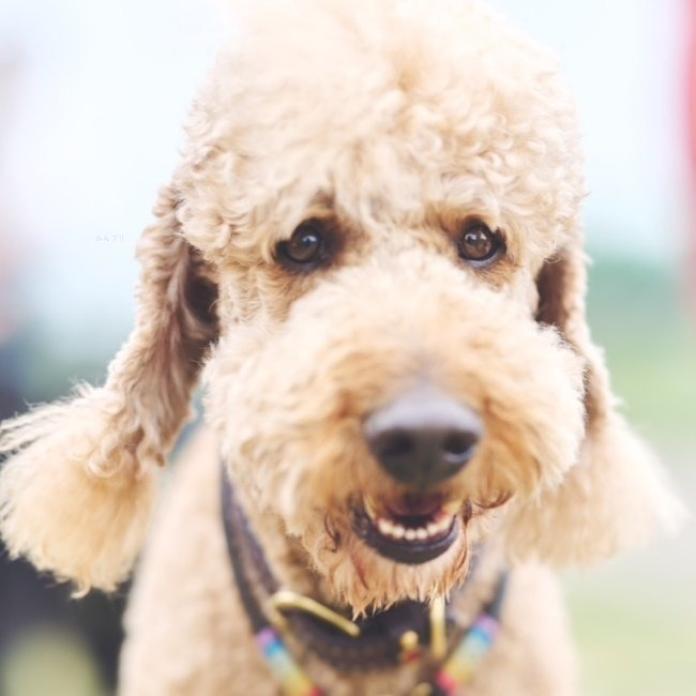 犬のプロフィール画像