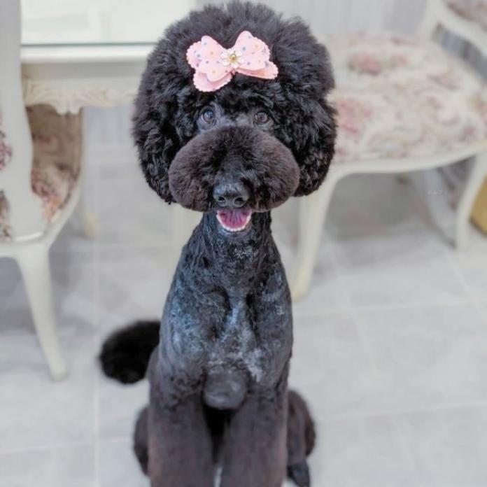 犬のプロフィール画像