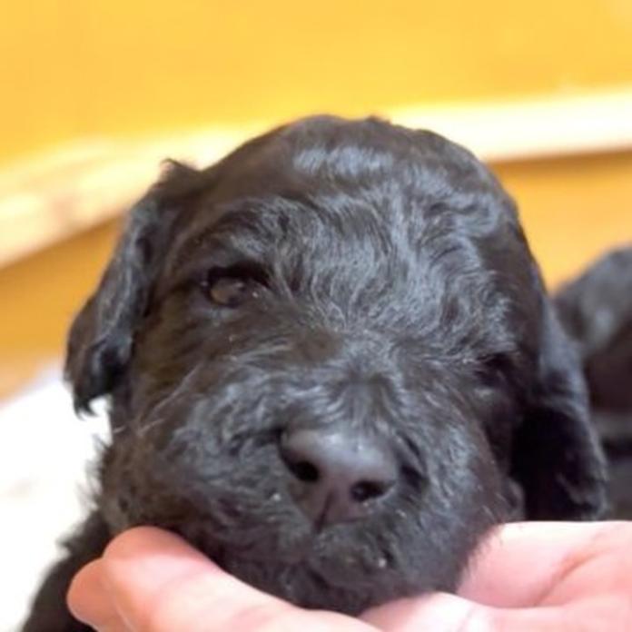 スタンダードプードル(1649)の子犬情報