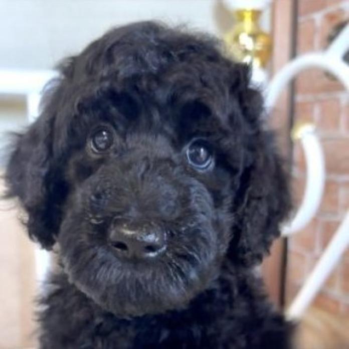 スタンダードプードル(1649)の子犬情報