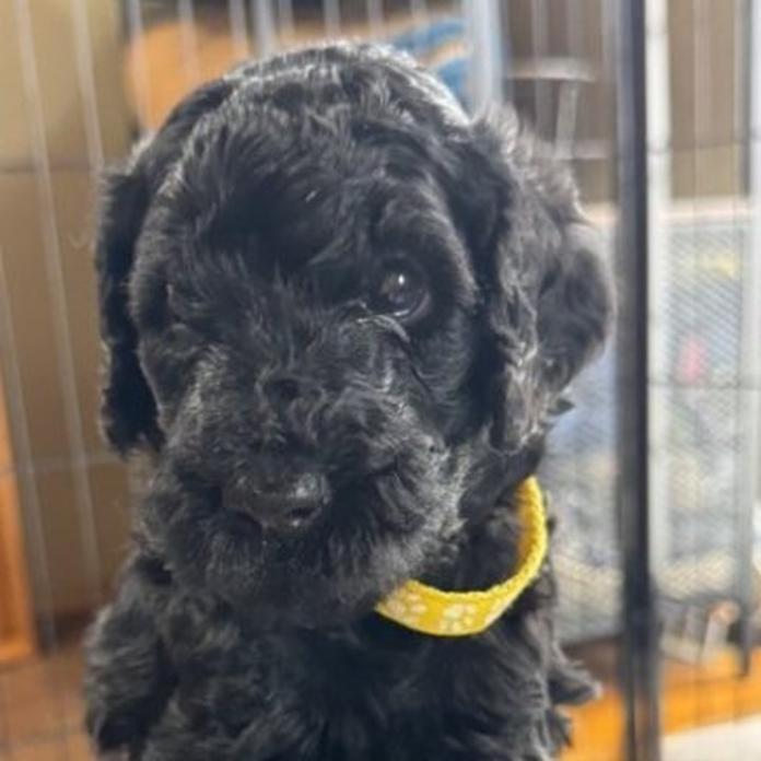 スタンダードプードル(1649)の子犬情報