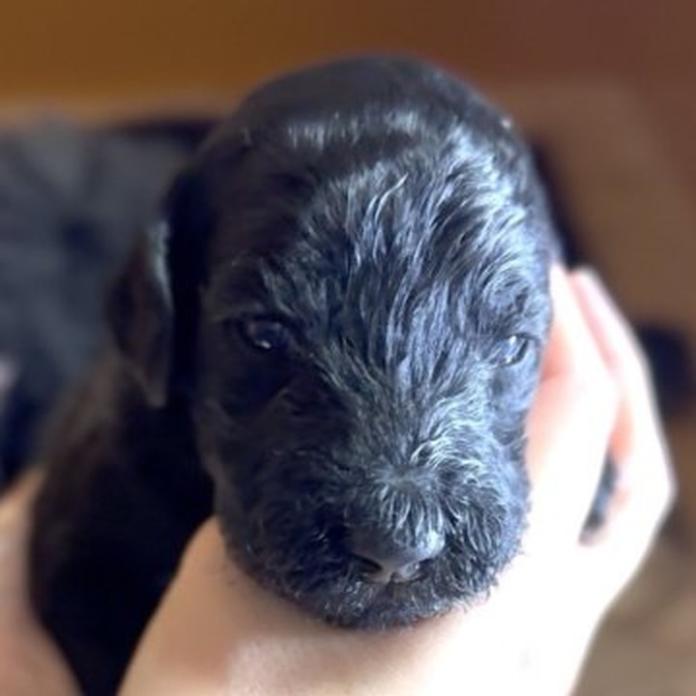 スタンダードプードル(1650)の子犬情報