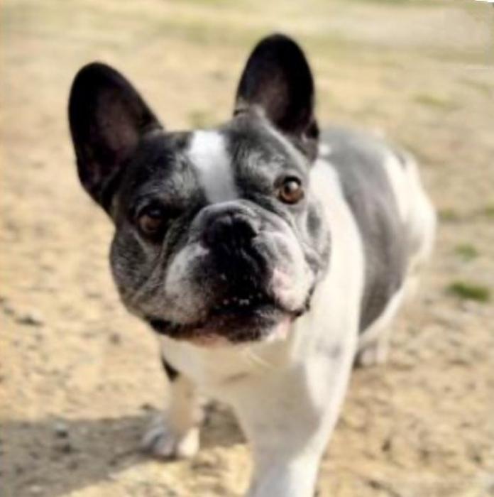 犬のプロフィール画像