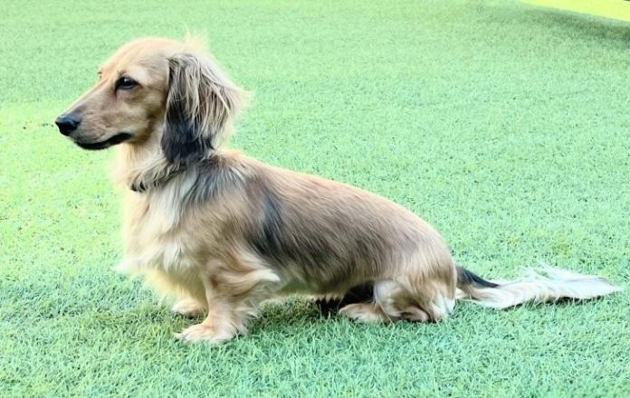 犬のプロフィール画像