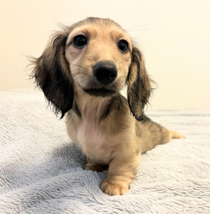 ミニチュアダックスフンド(ロング)(1578)の子犬情報