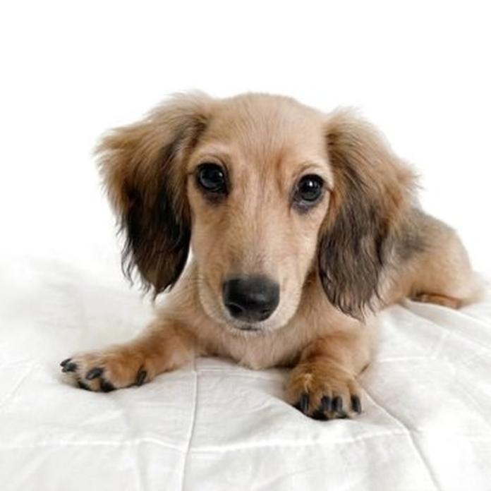 ミニチュアダックスフンド(ロング)(1578)の子犬情報