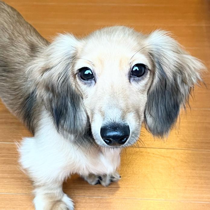 ミニチュアダックスフンド(ロング)(広島県・女の子・2026/04/20・シェーデッドイエロー)の子犬情報! | 高木 博子ブリーダー(1578)