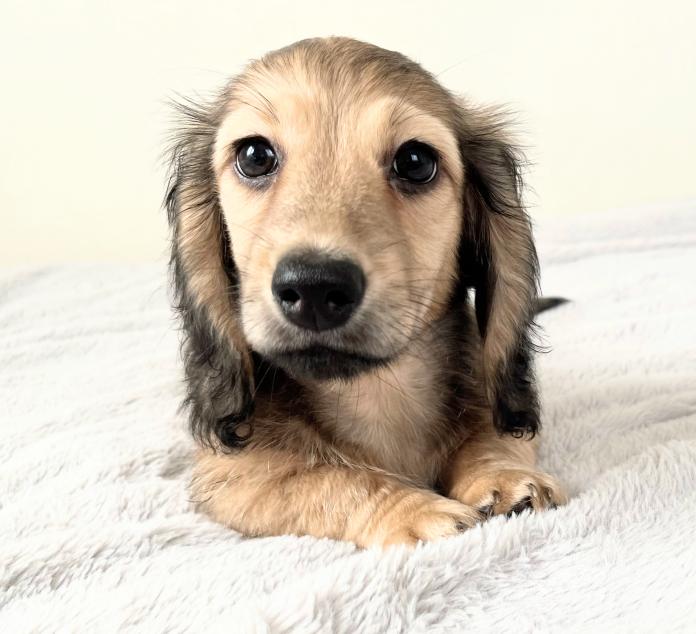 ミニチュアダックスフンド(ロング)(1579)の子犬情報