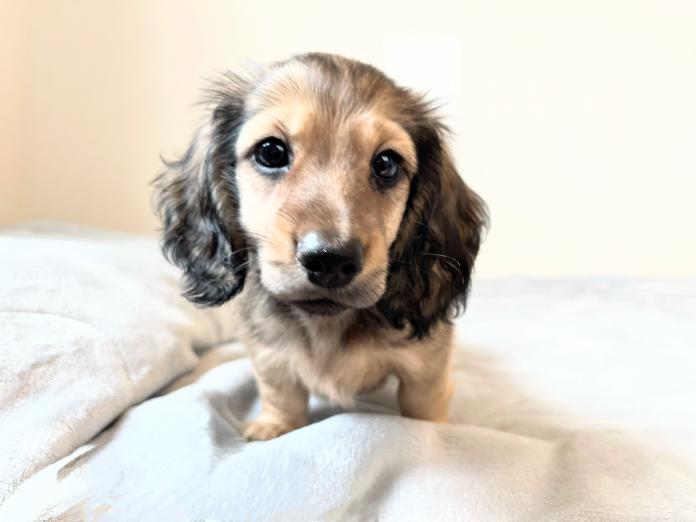 ミニチュアダックスフンド(ロング)(1580)の子犬情報