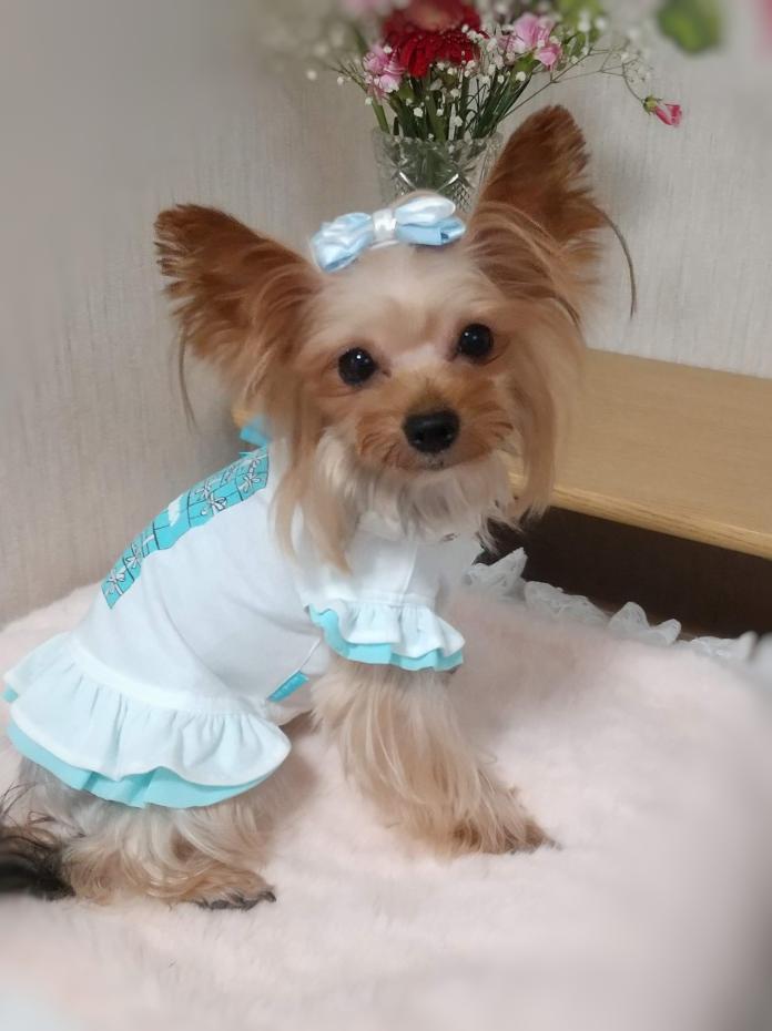 犬のプロフィール画像