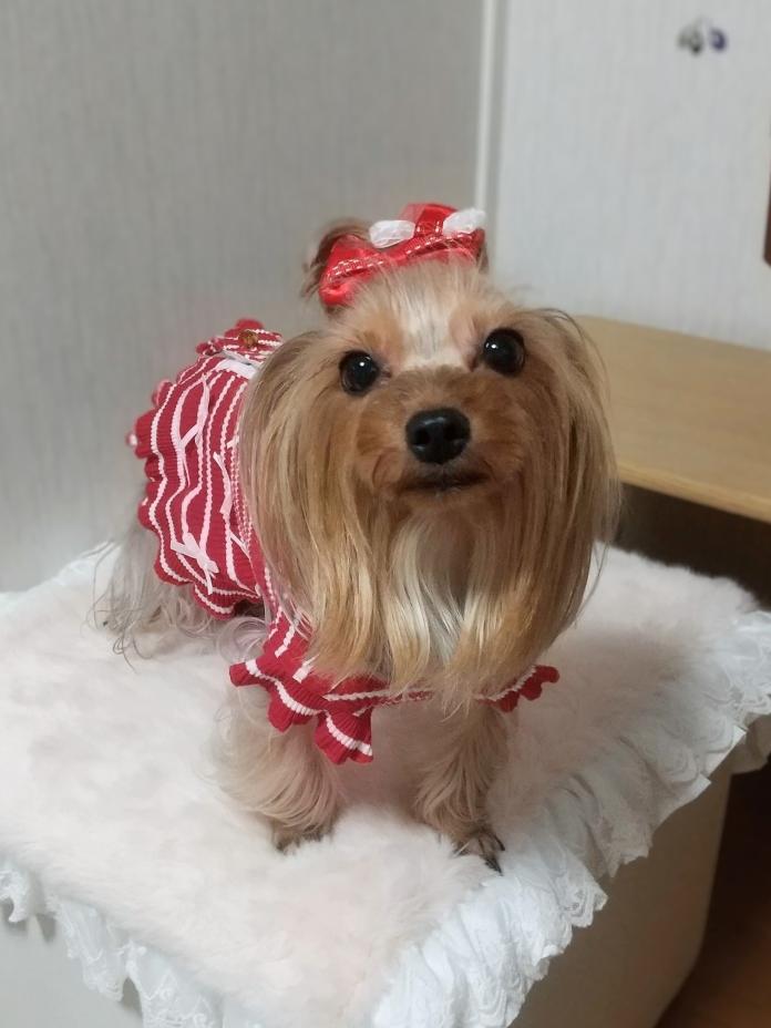 犬のプロフィール画像