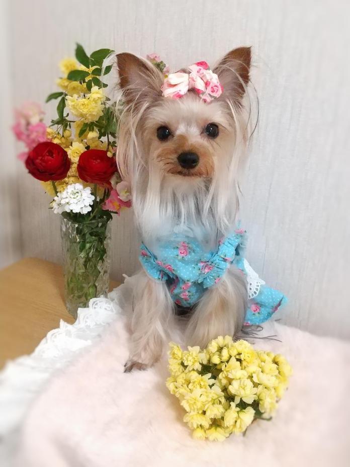 犬のプロフィール画像
