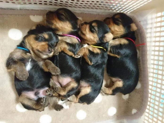 八島 広美ブリーダー(広島県)の情報・子犬一覧