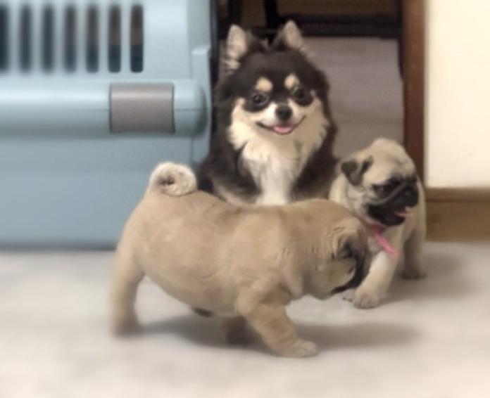 犬のプロフィール画像