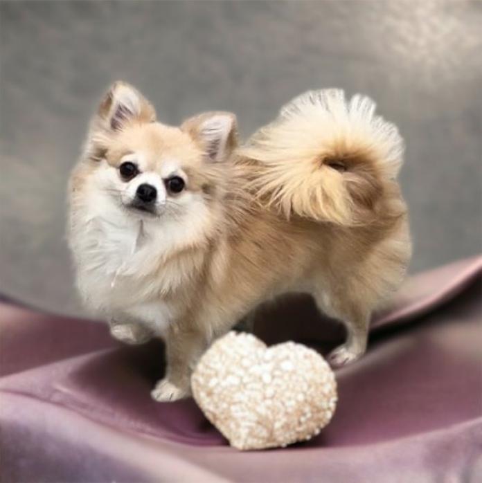 犬のプロフィール画像
