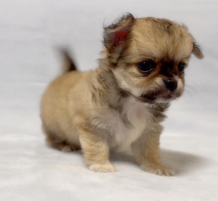 チワワ(ロング)(1749)の子犬情報