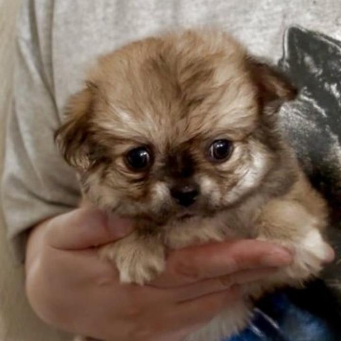 チワワ(ロング)(1749)の子犬情報