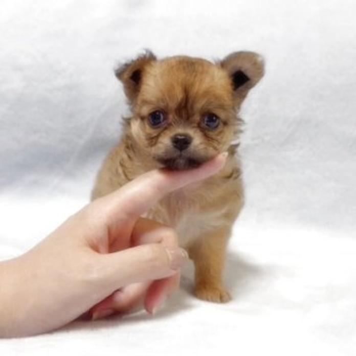 チワワ(ロング)(1756)の子犬情報