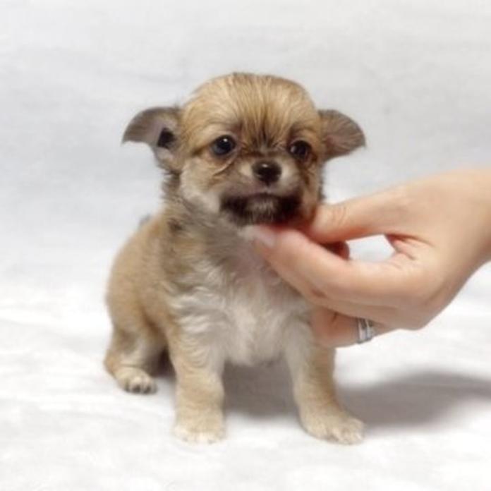 チワワ(ロング)(1758)の子犬情報