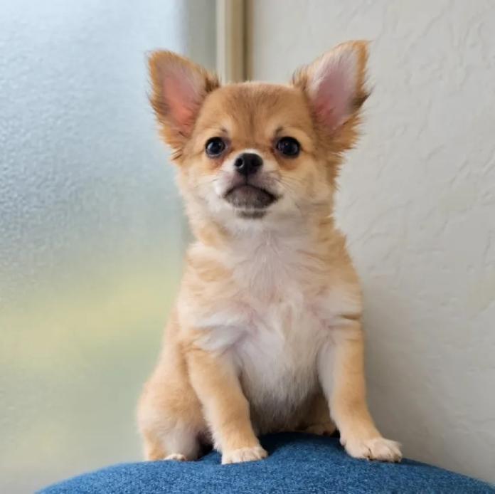 チワワ(ロング)(1758)の子犬情報