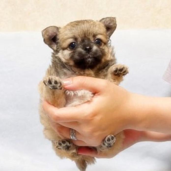 チワワ(ロング)(1759)の子犬情報