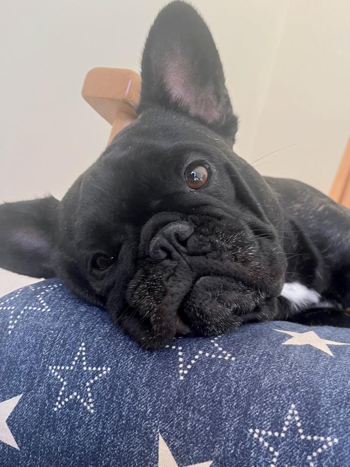 犬のプロフィール画像