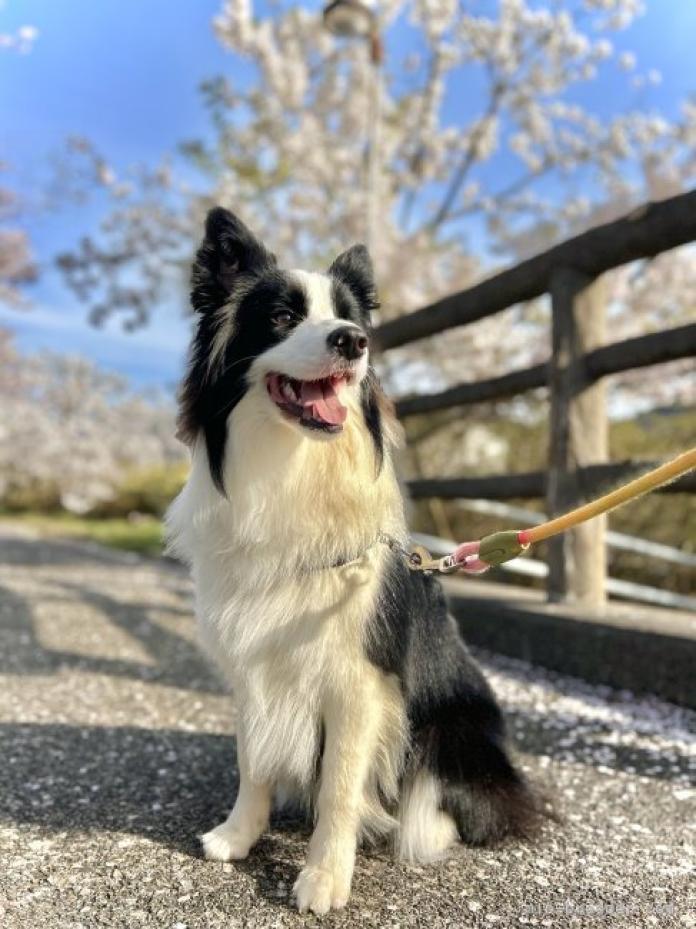 犬のプロフィール画像